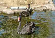 Black Swan