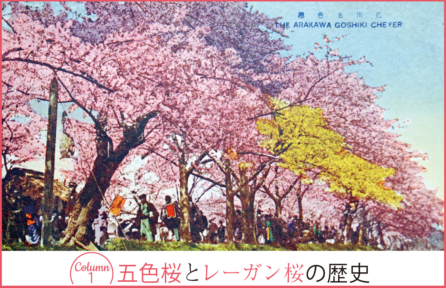 五色桜とレーガン桜の歴史 あだち観光ネット