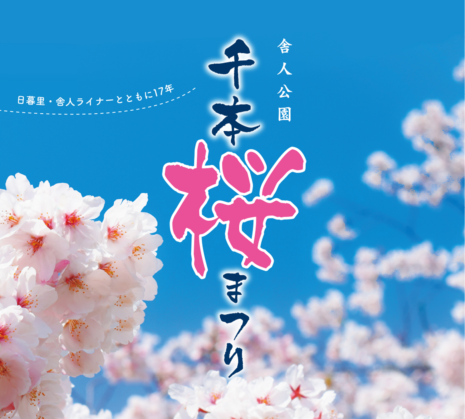 舎人公園　千本桜まつり（2025）